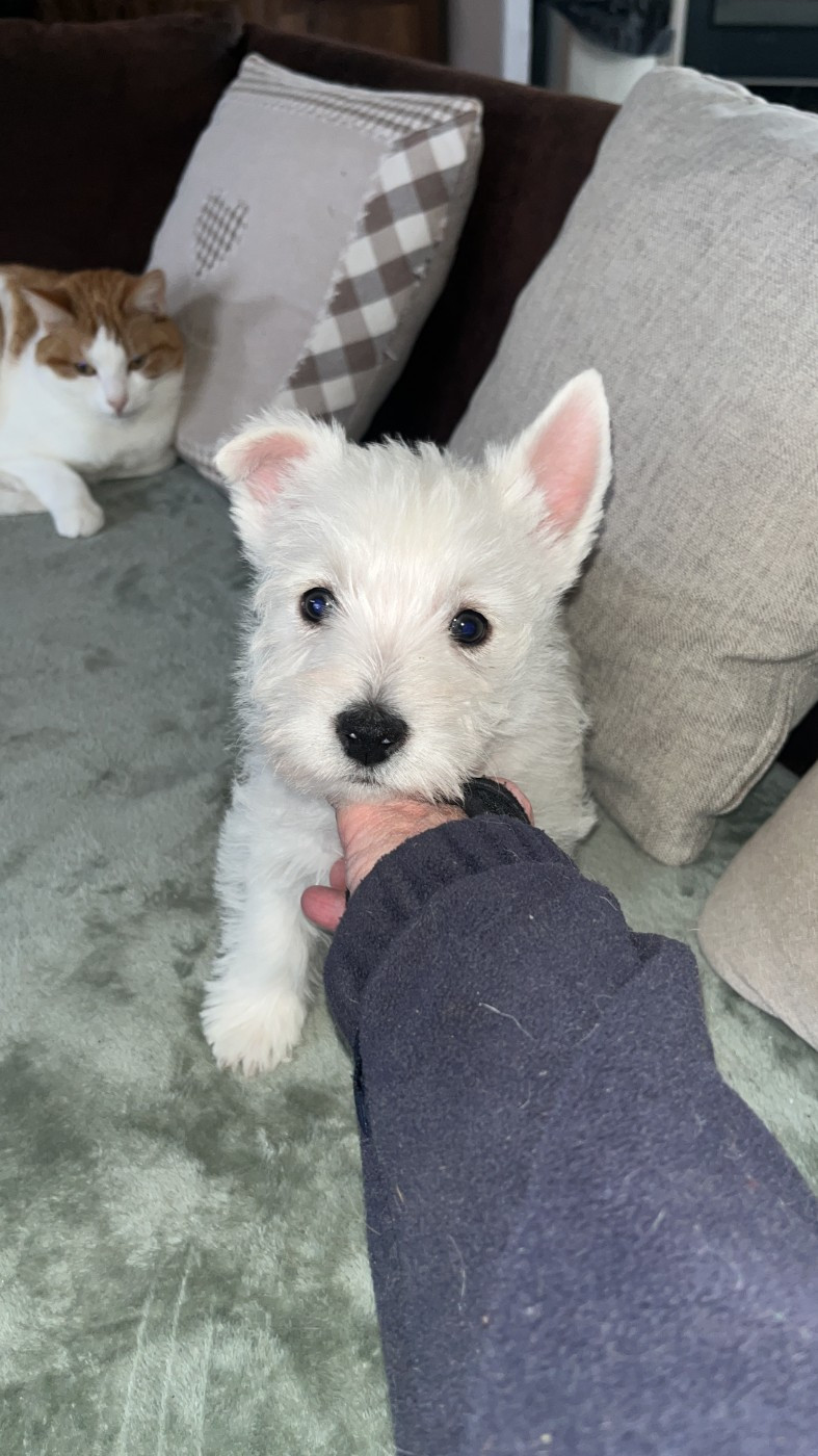 femelle westie