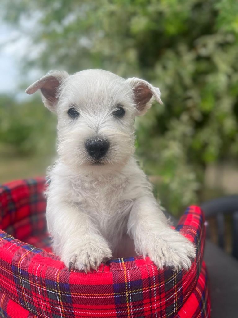 Du domaine de forest hill - chiot westie