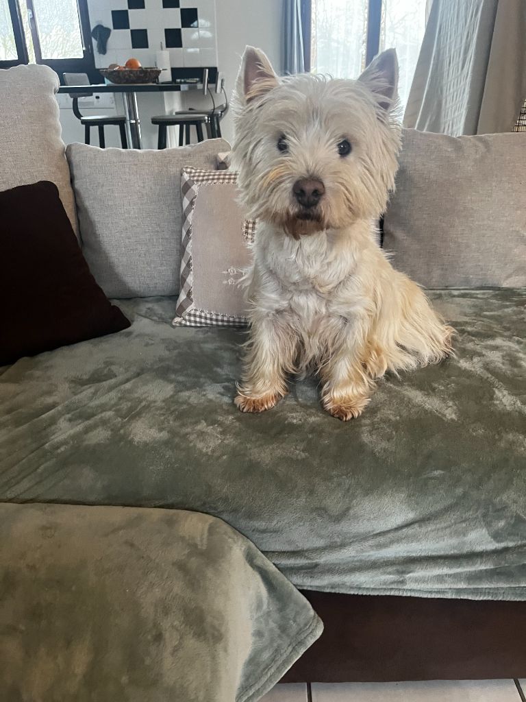 chiot westie
