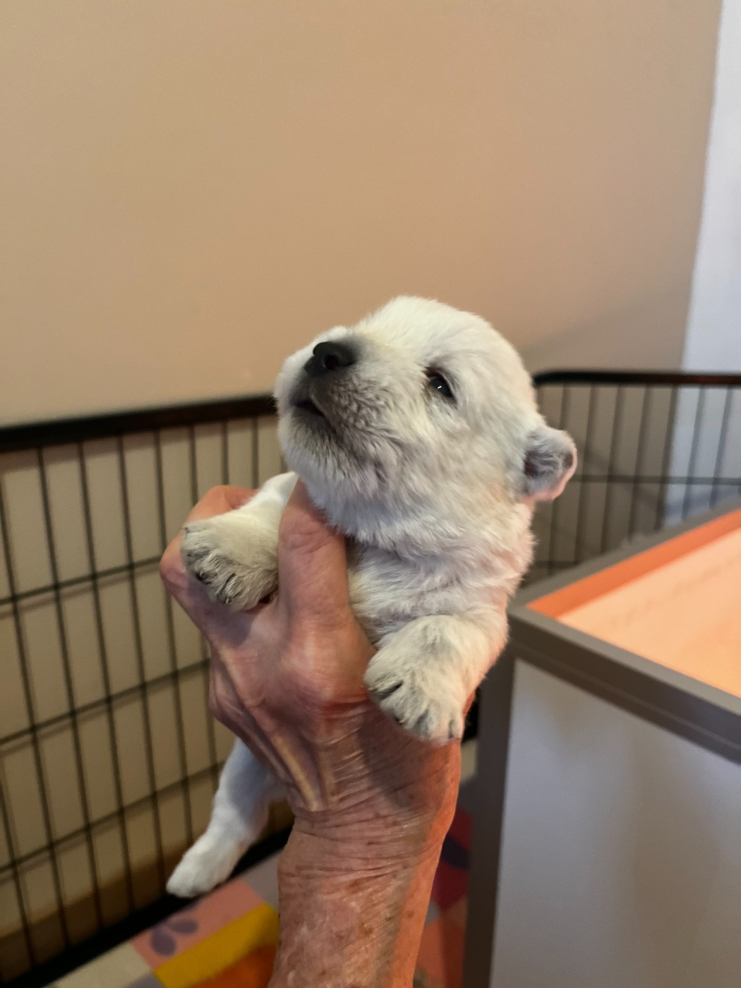 Du domaine de forest hill - Chiots disponibles - West Highland White Terrier