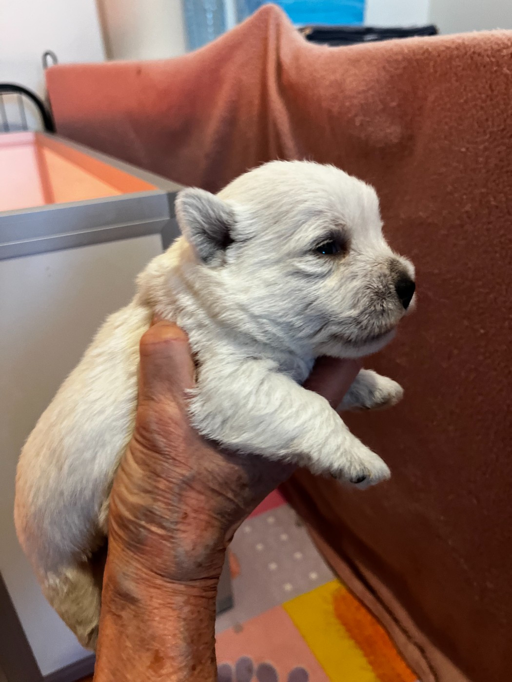 Du domaine de forest hill - Chiots disponibles - West Highland White Terrier