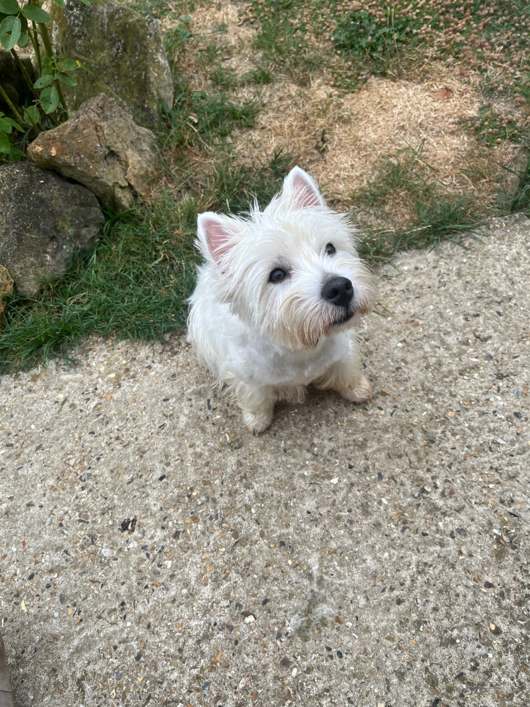 Chiot West Highland White Terrier Du domaine de forest hill