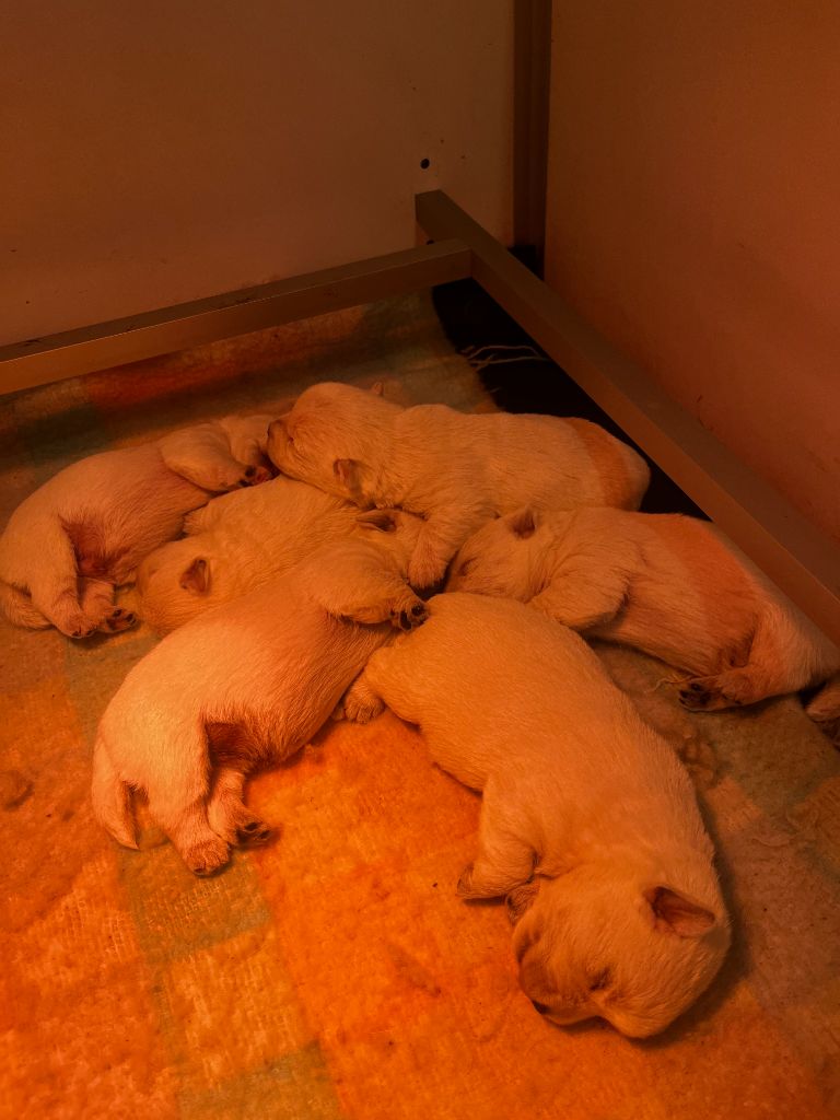 Chiot West Highland White Terrier Du domaine de forest hill